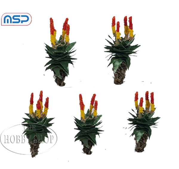 MSP Aloe Ferox (x5)