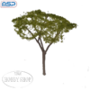 MSP Acacia Tree 65mm