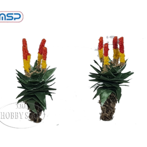 MSP HO Aloe Ferox (x2)